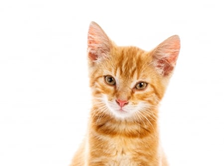 Kitten - cat, pisici, orange, cute, ginger, kitten