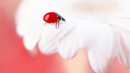 Ladybug on White - dainty, bloom, soft, summer, daisy, ladybug, blossom, flowers, firefox theme