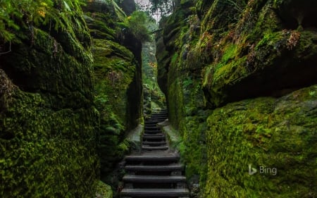 Sachsische switerland - national, nature, beautiful, green, forest, steps, park