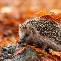 Animals In Autumn