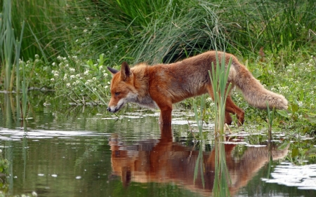 On The Hunt - fox, hunting, animals, red, water