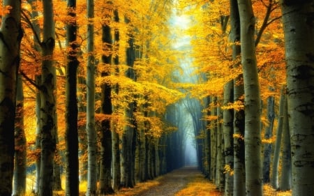 Autum Yellow Forest - season, autumn, yellow, road