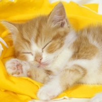 Let Sleeping Kitten LIE