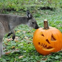 Kangaroo And Pumpkin