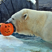 Polar Bear With Pumpkin In A Zoo