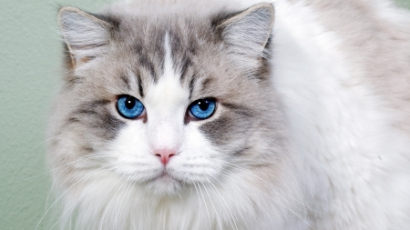 Cat - white, cat, blue, pisici, animal, eye