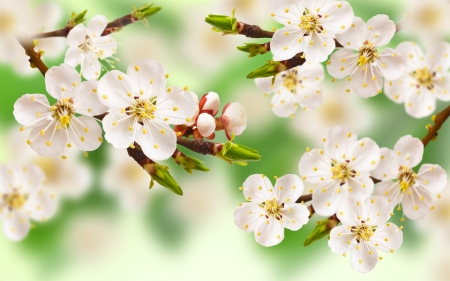 Spring - white, blossom, green, spring, flower