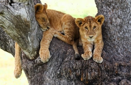 Lion cubs - paw, cub, lion, couple, leu, animal, tree, cute