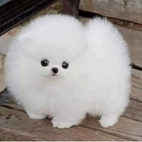 pomeranian