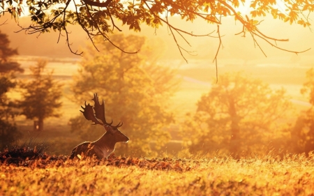 Autumn Glow - moose, trees, dawn, deer, sunrise