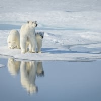 Polar bears