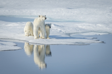 Polar bears - arctic, bear, ice, polar