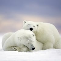 Winter polar bears