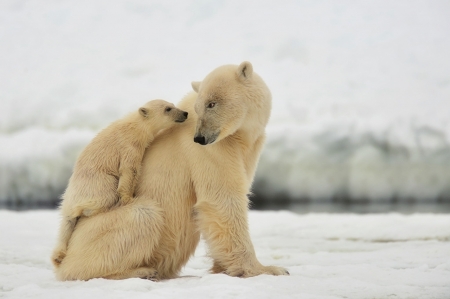 Polar bears in love - mother, animal, love, cub