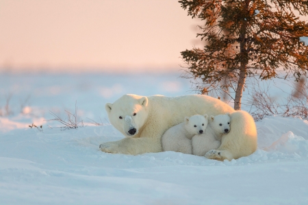 Polar bear dfamily - family, cub, bear, polar