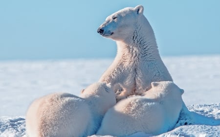 Bear love - family, cub, bear, polar