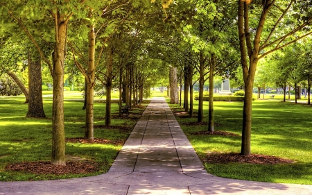 Tree Alley in Park - trees, alley, park, avenue, path