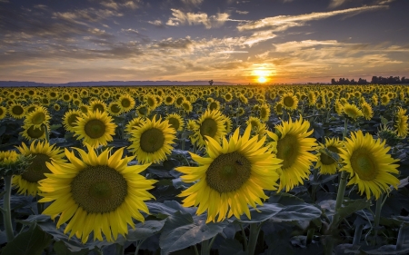 Sunflower Field - field, sunflowers, yellow, sunset