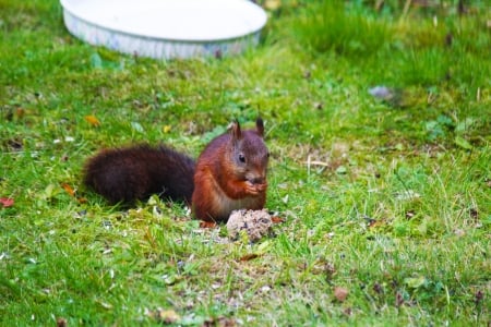 Squirrel - Red, Brown, White, Green