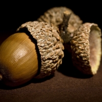 Acorns