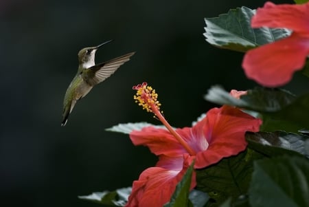 Humming bird and the hibiscus - bird, hibiscus, flying, humming, flowers