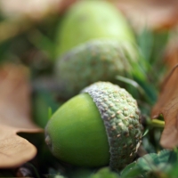 Green Acorns