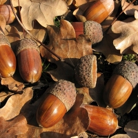 Acorns