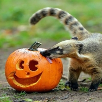 Meerkat Pumpkin