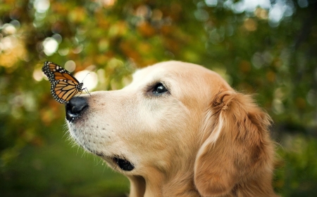 Love among Animals - love, butterfly, dog, beautiful