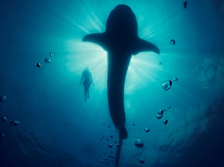 Underwater - water, blue, girl, silhouette, ocean, fantasy, underwater, bubbles, shark, luminos