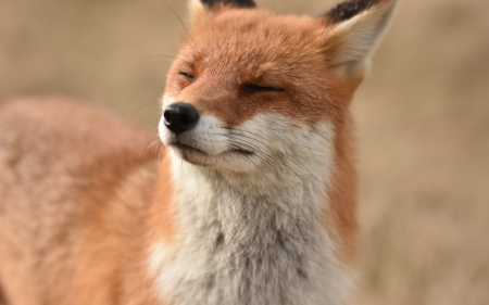 Fox - vulpe, animal, red, fox