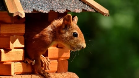 Squirrel - house, animal, red, cute, squirrel, veverita