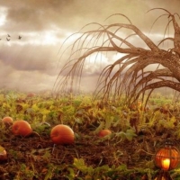 Pumpkin Patch