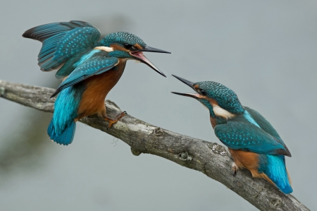 Kingfisher - flight, two, birds, branch