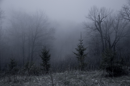 Ghostly Forest - frosty, forest, cold, photography