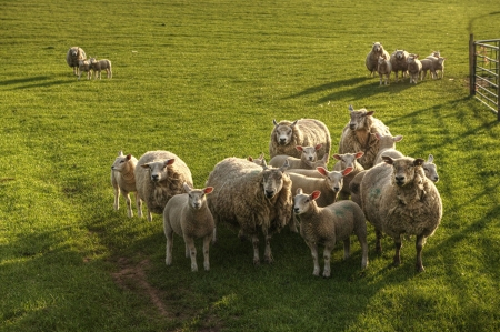 Flock, image of the people of God - animal, sheep, grass, flock