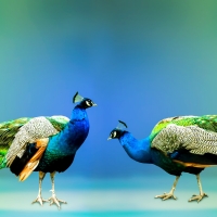 Peacocks