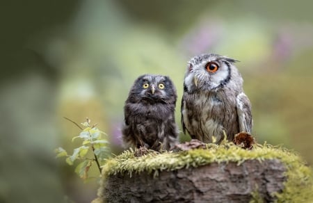 Owls - pasari, couple, bufnita, owl, cute, bird, little