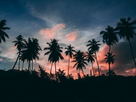 Sunset - Sunset, Palm trees, Tropical, Clouds