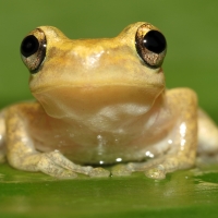 Yule Island Tree Frog, Papua, New Guinea