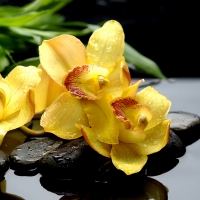 Yellow orchids