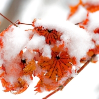 Winter Trees Leaves Snowy