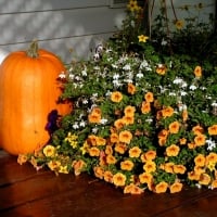 Autumn Flowers Beauty With Pumpkin