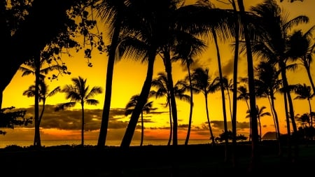 Sunset - silhouette, vara, palm tree, summer, sunset, black, floyd manzano, yellow, orange