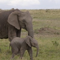 Mother and Baby Elephant