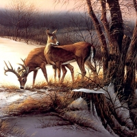 Deer