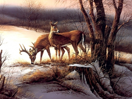 Deer - animal, winter, ice, deer