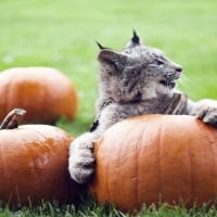 Japer The Lynx With Jumpkins At Zoo