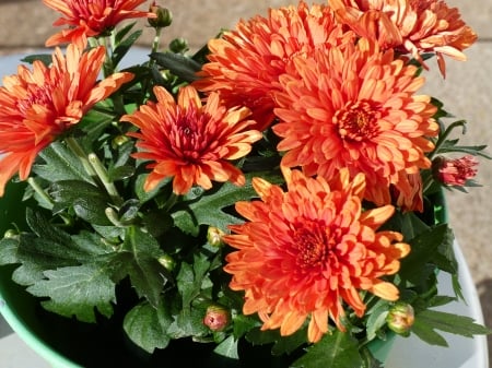 Mums - pot, flowers, garden, autumn, color