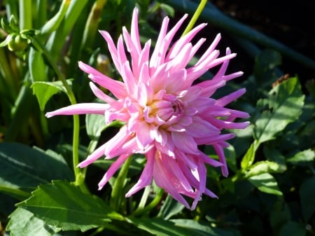 Pink Dahlia - dahlia, pink, green, summer, garden, flower